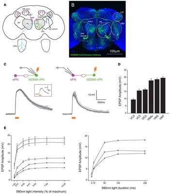 A Population of Projection Neurons that Inhibits the Lateral Horn but Excites the Antennal Lobe through Chemical Synapses in Drosophila